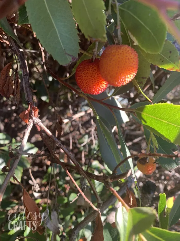 dwarf strawberry tree berries