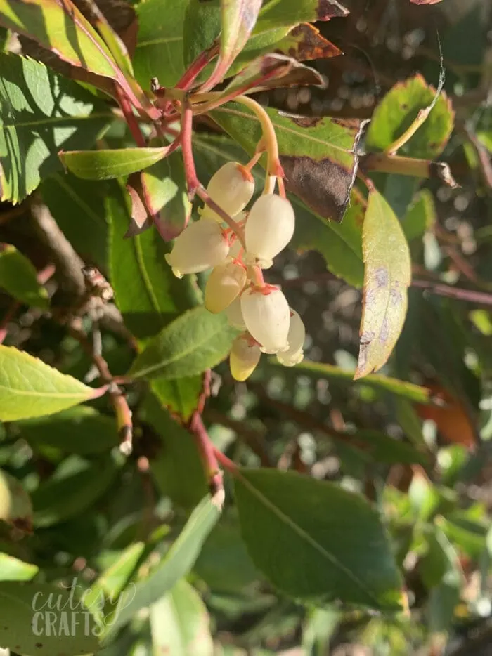 dwarf strawberry tree flowers