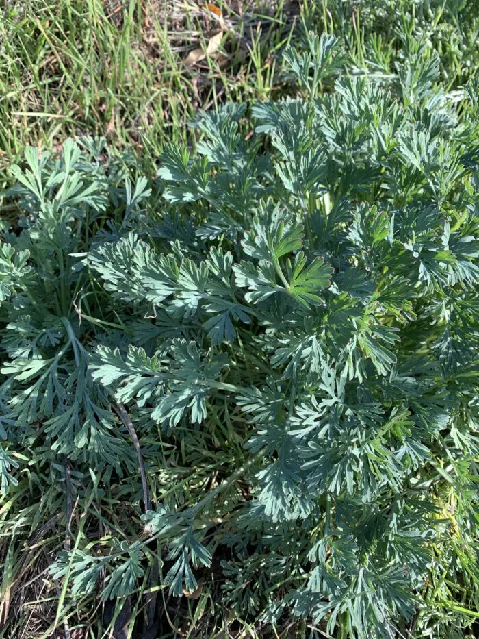 poppy leaves