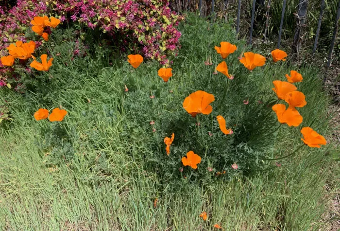 California Poppies