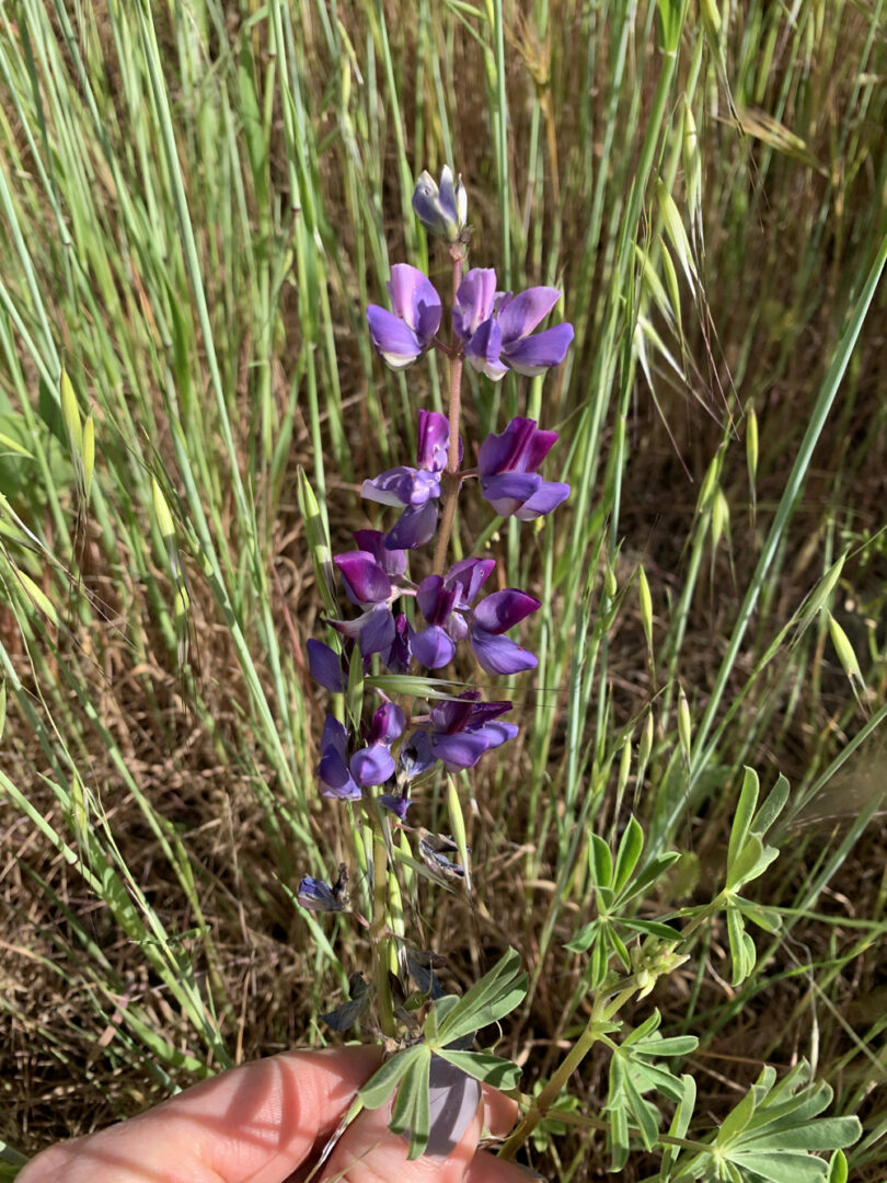 Lupine Embroidery - April Phenology - Cutesy Crafts