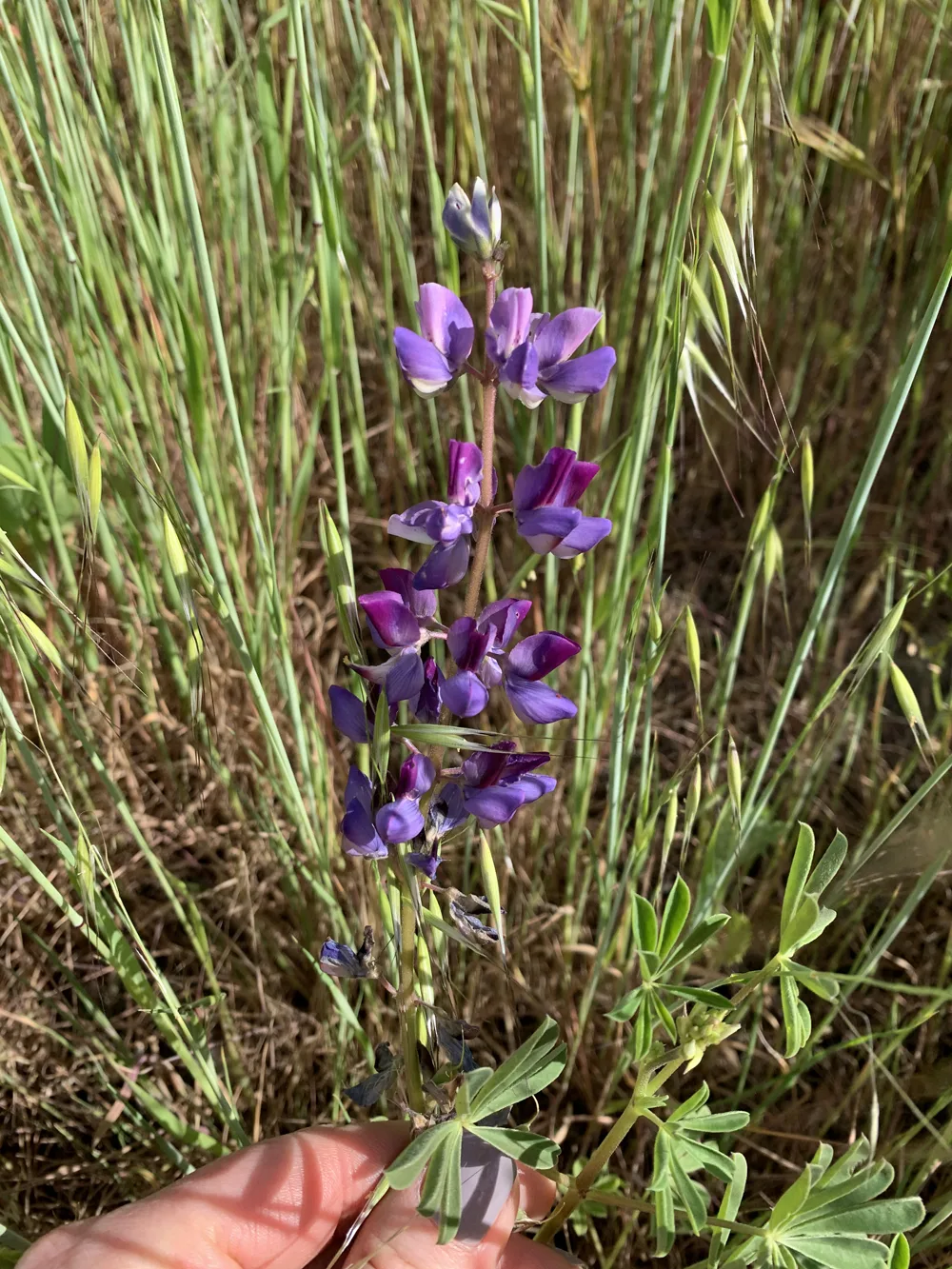 lupine flower