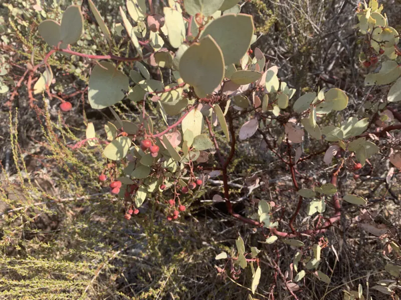 manzanita bush with berries in california