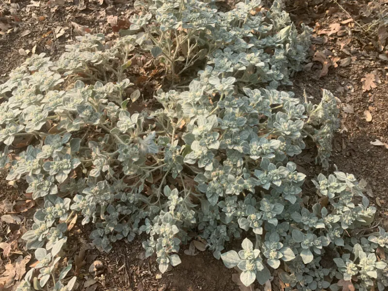 doveweed turky mullein plant California