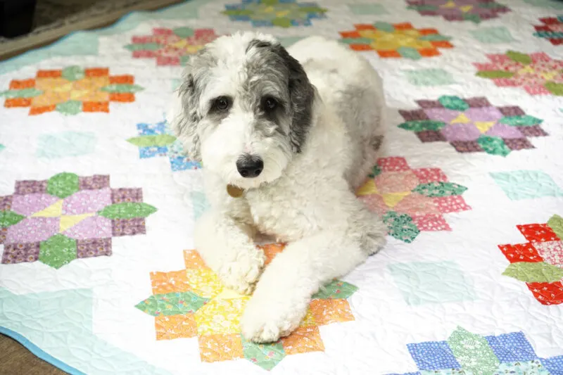 adult sheepadoodle dog on a quilt